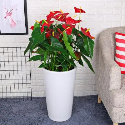 1743227050270499.jpg 408.jpg