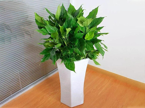 1748066013540180.jpg 5.jpg